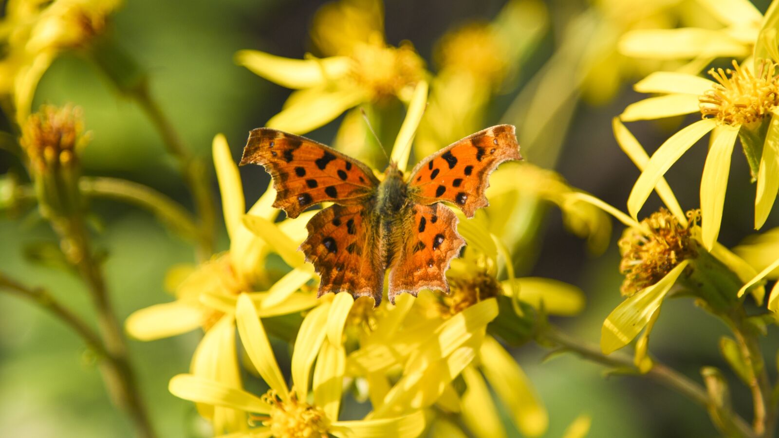 Nikon D750 sample photo. Butterfly, flowers, animal photography