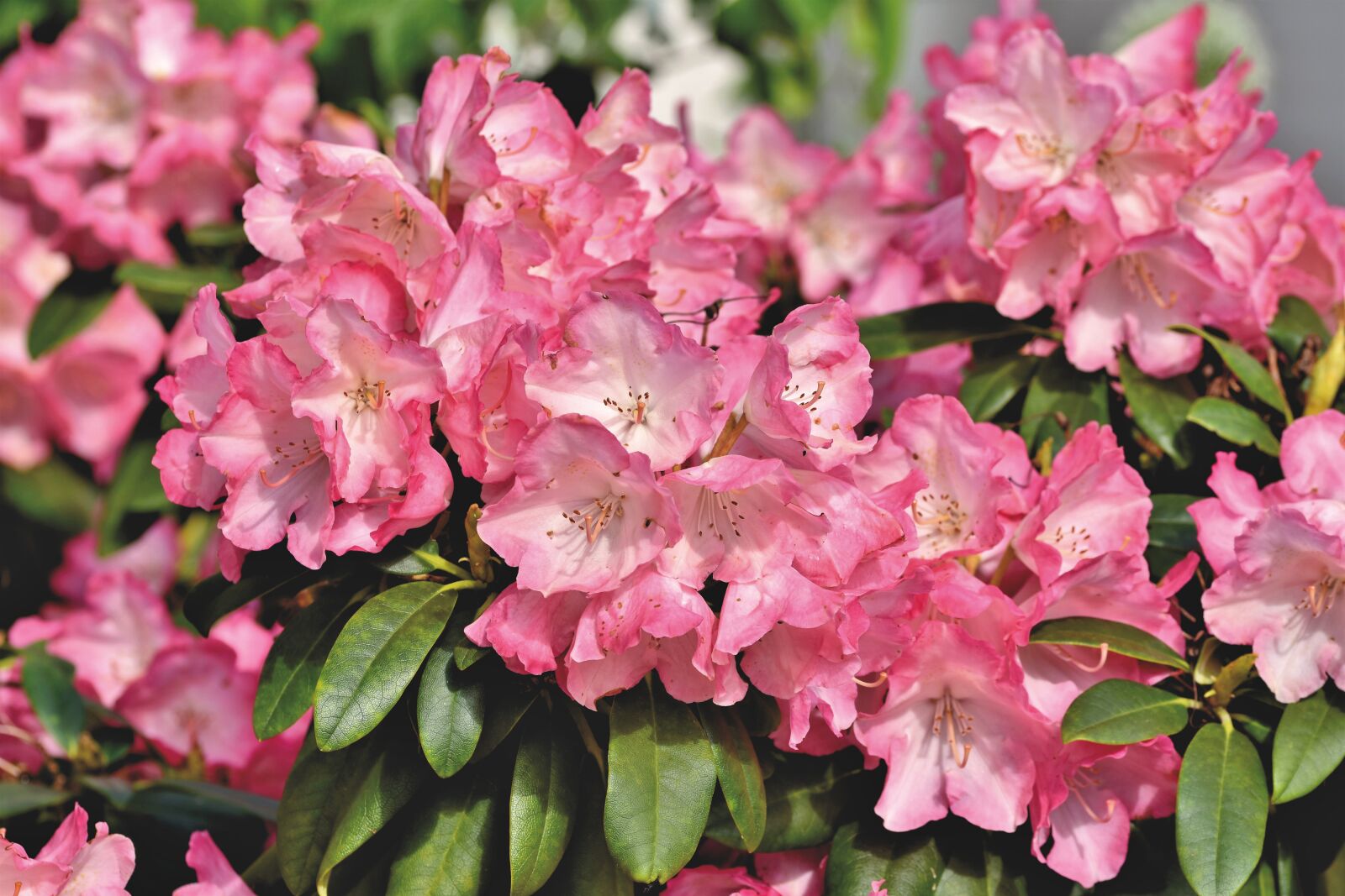 Nikon D7200 sample photo. Rhododendron, rhododendron buds, rhododendron photography