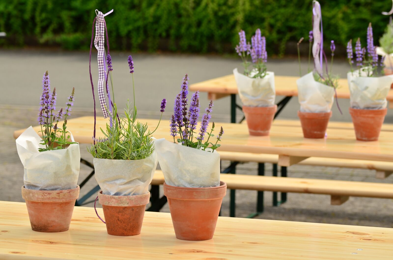 Nikon D5100 sample photo. Lavender, flower pots, beer photography