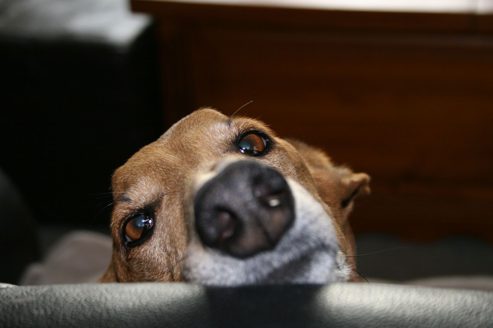 Canon EOS 20D sample photo. Galgo, greyhound, dog photography