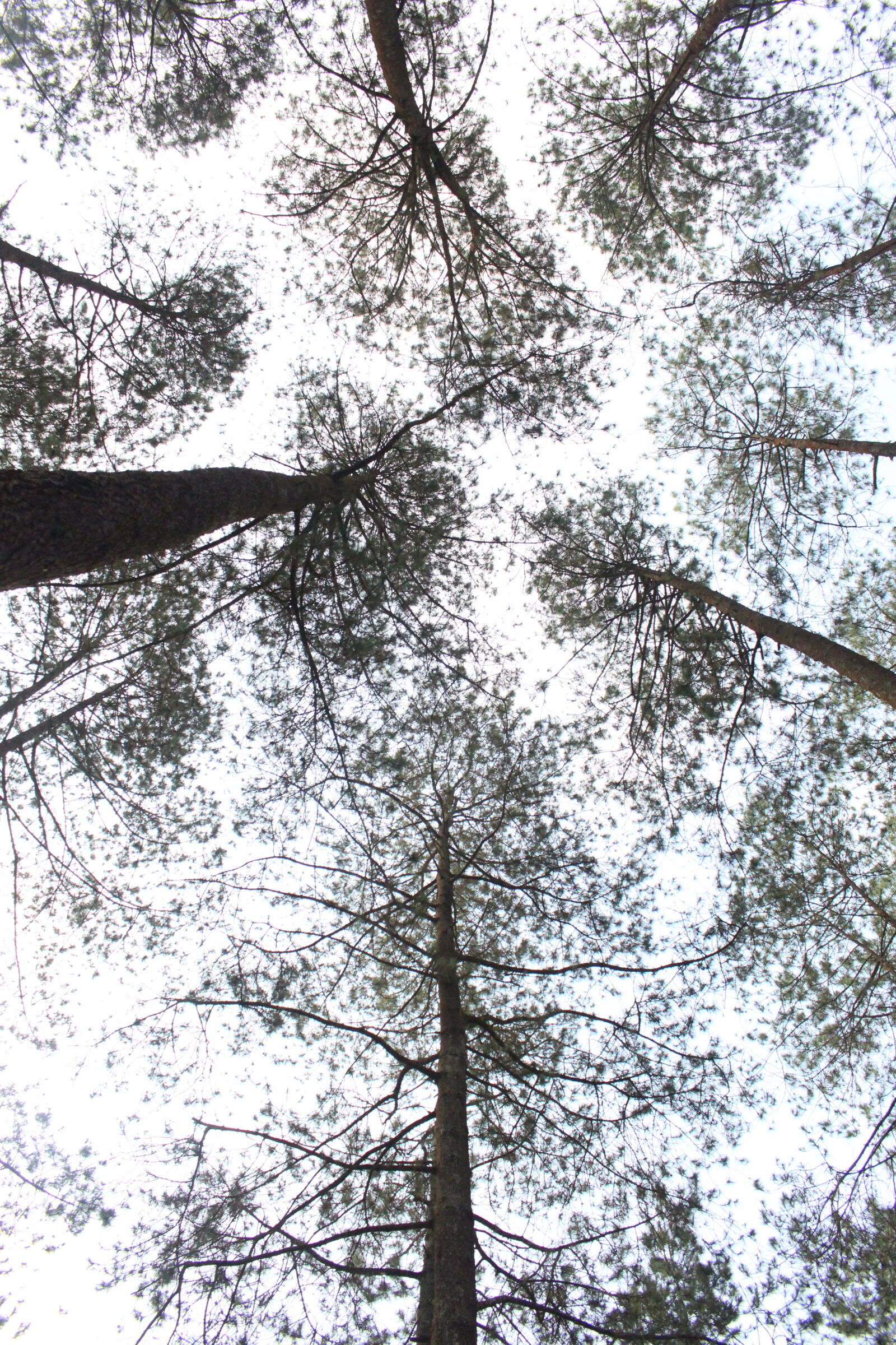 Canon EOS 700D (EOS Rebel T5i / EOS Kiss X7i) sample photo. Nature, trees photography