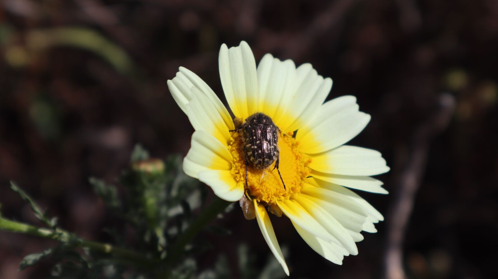 Canon EOS M50 (EOS Kiss M) sample photo. Flower, insect, petals photography
