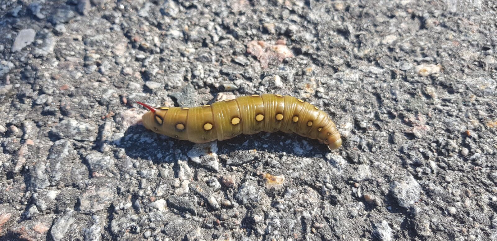 Samsung SM-G955F sample photo. Caterpillar, pavement, crawling photography