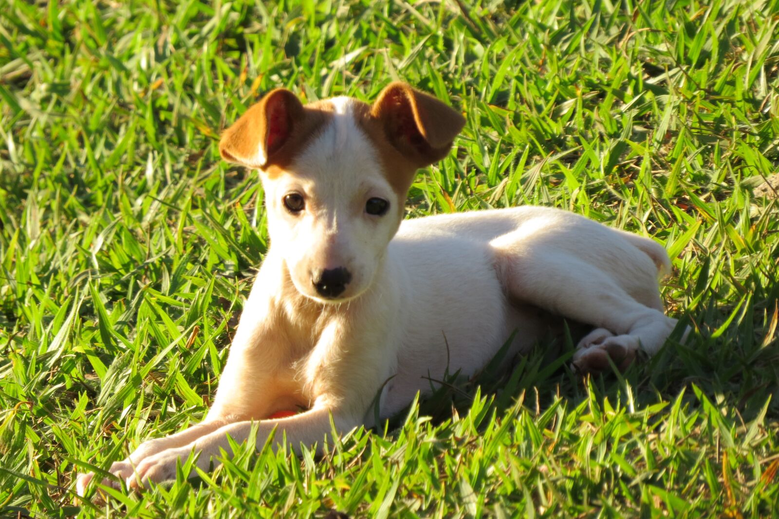 Canon PowerShot SX50 HS sample photo. Dog, puppy, animal photography