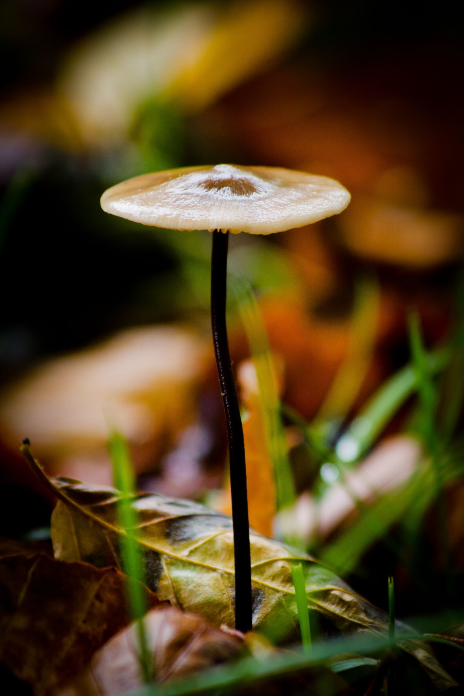 Canon EF 70-300mm F4-5.6 IS USM sample photo. Sponge, forest floor, autumn photography