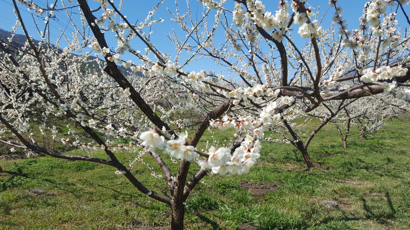 Samsung GALAXY S6 edge sample photo. Gwangyang, the pressure, plum photography