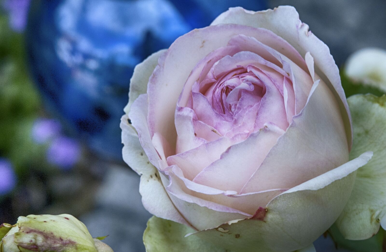 Nikon D60 sample photo. Rose, blossom, bloom photography