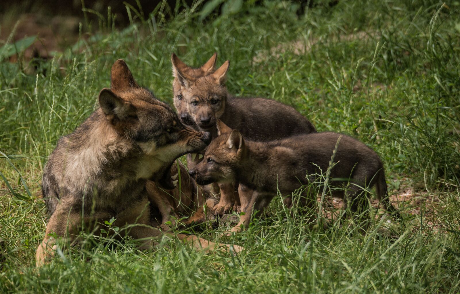 Nikon D610 sample photo. Lynx, children, play photography