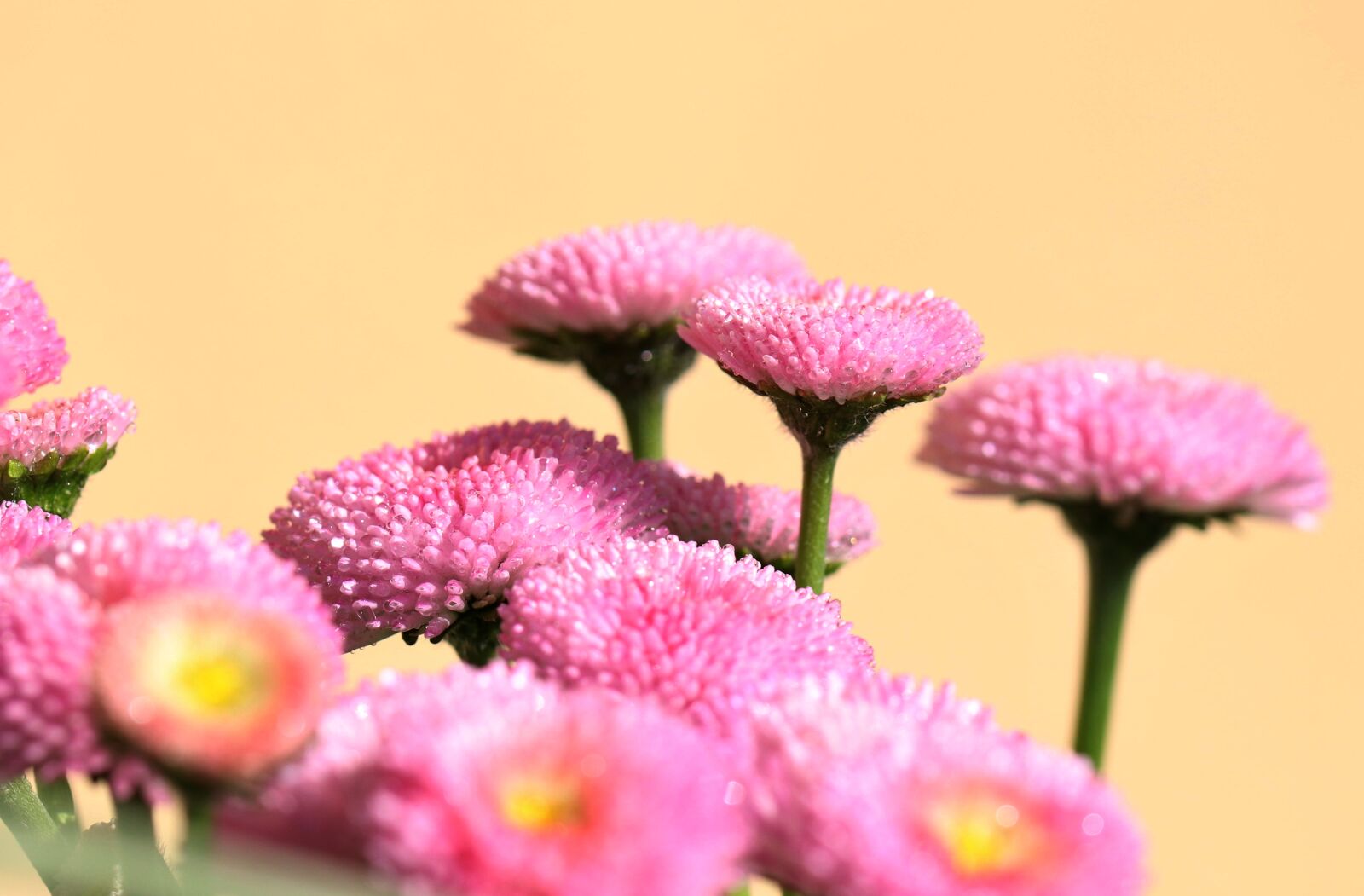 Canon EOS 80D sample photo. Flower, pink, garden photography