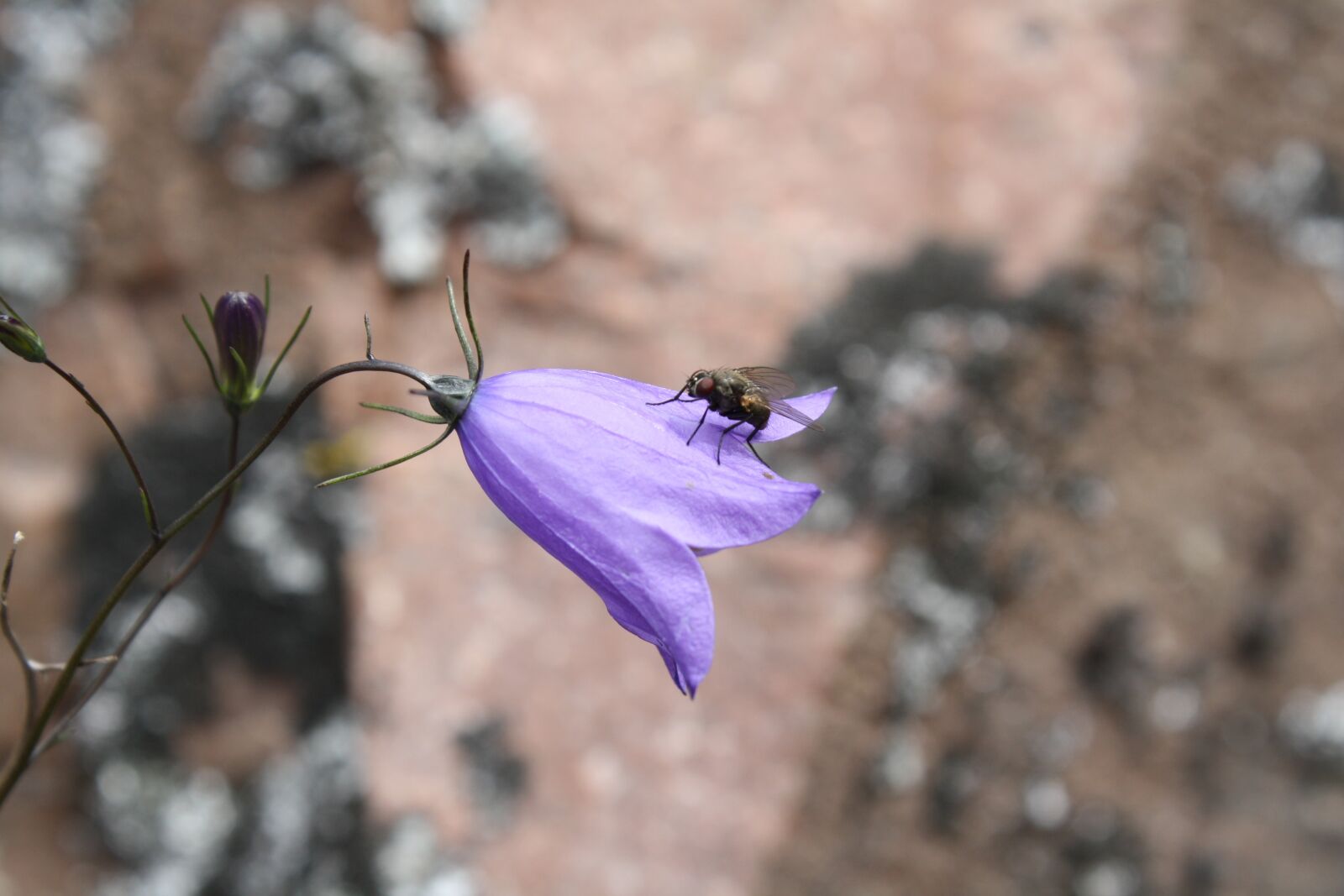 Canon EOS 1000D (EOS Digital Rebel XS / EOS Kiss F) sample photo. Flower, nature, bellflower photography