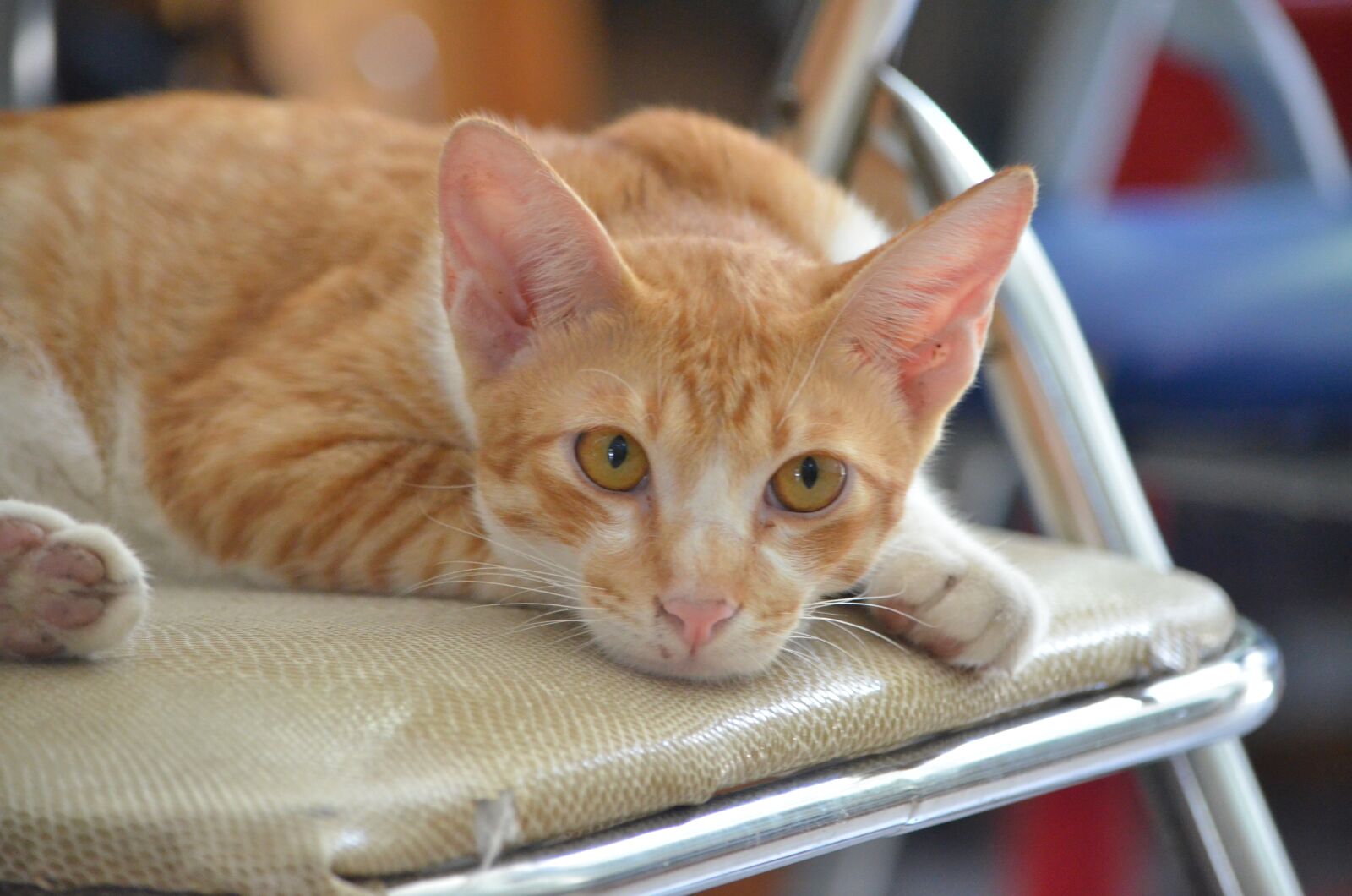 Nikon D7000 sample photo. Cat, sleeping, lazy photography