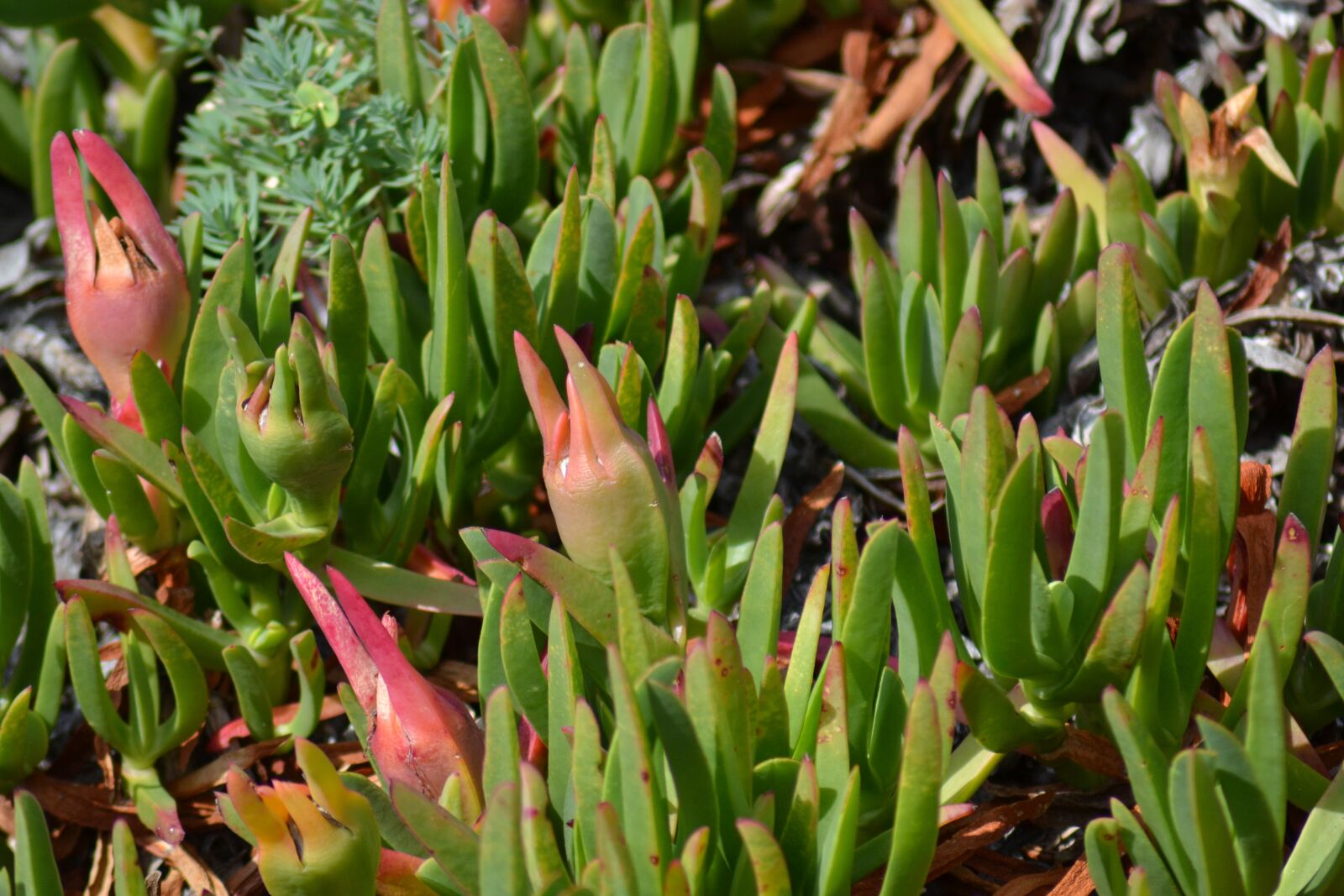 Nikon D3100 sample photo. Noon-flower, succulent, rounded noon photography