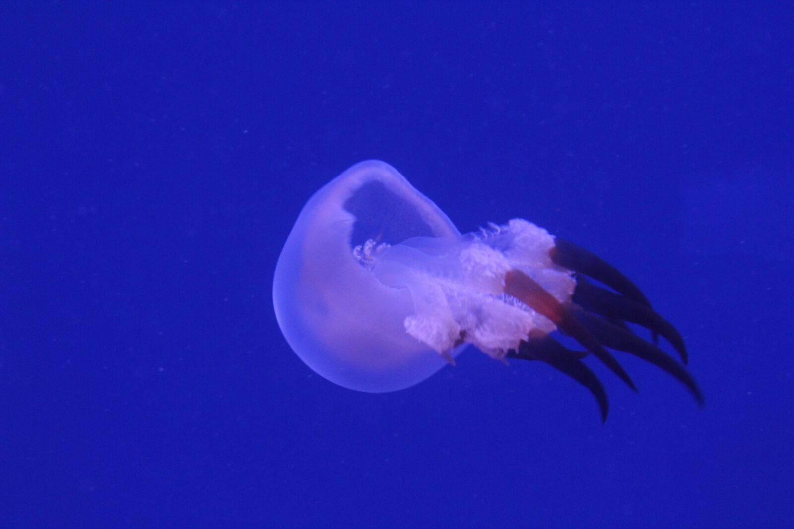 Canon EOS 1300D (EOS Rebel T6 / EOS Kiss X80) sample photo. Medusa, sea, underwater photography