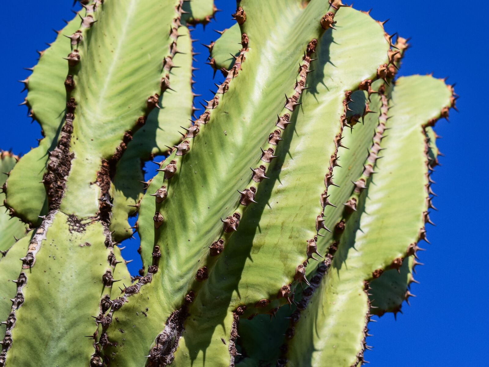 Nikon D3300 sample photo. Cactus, thorns, plant photography