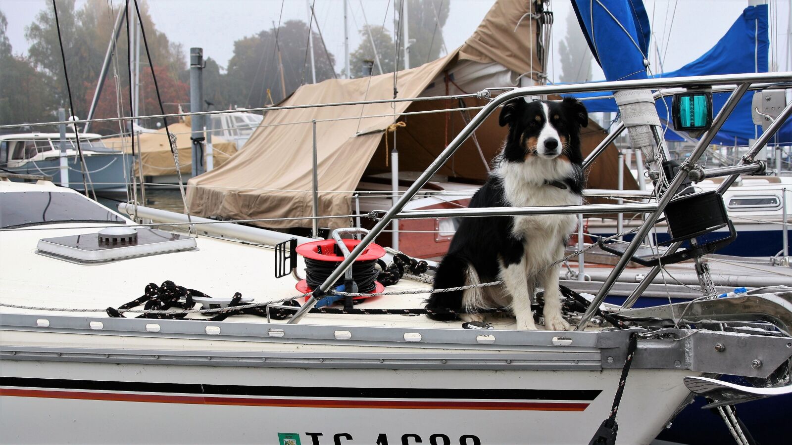 Canon EOS 400D (EOS Digital Rebel XTi / EOS Kiss Digital X) sample photo. Dog, thoroughbred, sailboat photography