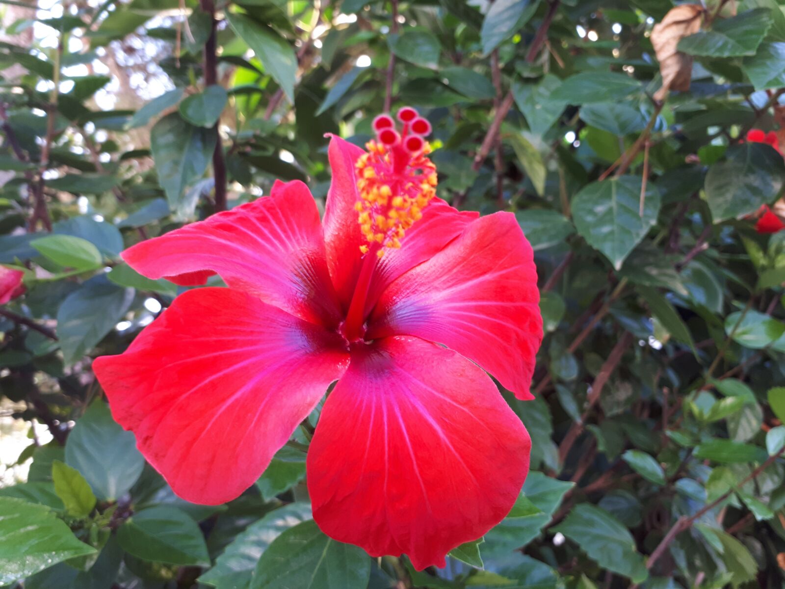 Samsung Galaxy A5(2017) sample photo. Hibiscus, flower, red photography