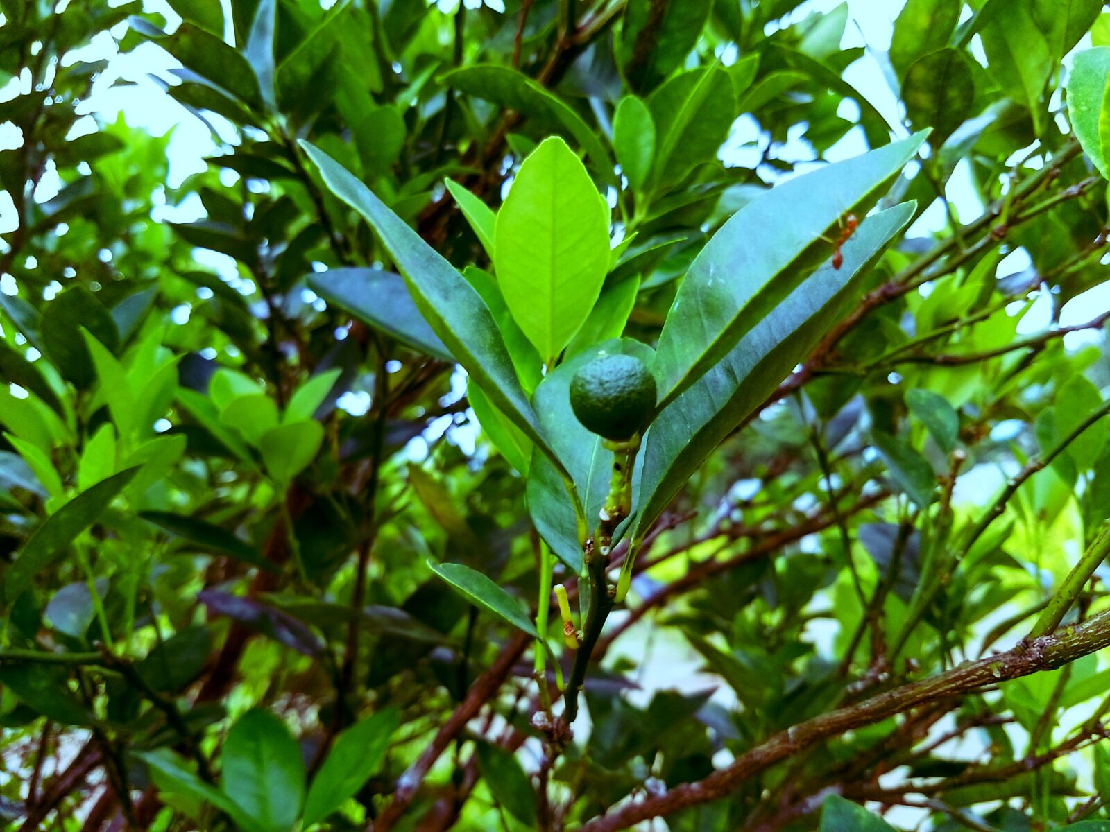 Motorola Moto G (5) Plus sample photo. Green, lemon, nature photography