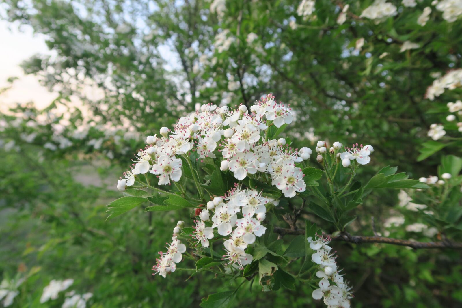 Canon PowerShot G7 X sample photo. Plant, flower, tree photography