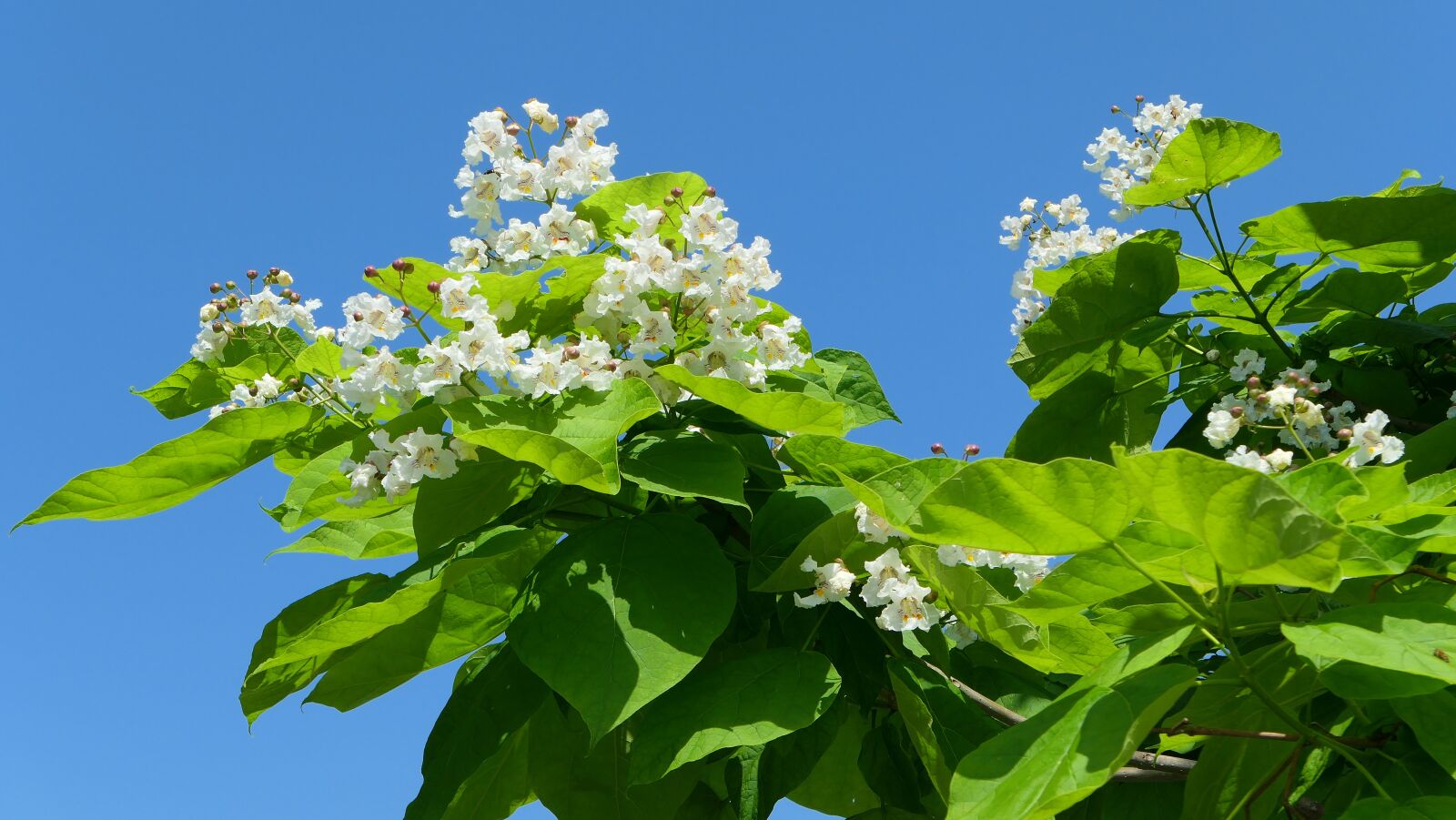 Panasonic Lumix DMC-LX10 (Lumix DMC-LX15) sample photo. Platanus, tree, flowers photography