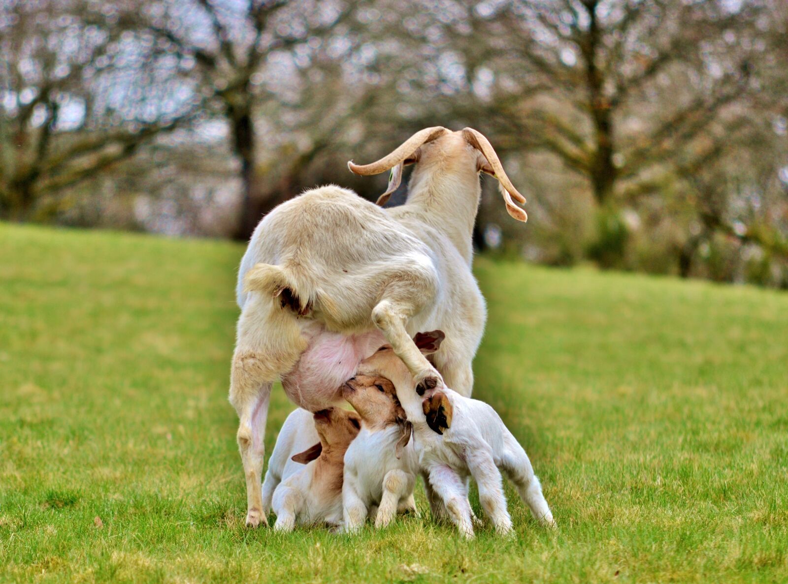 Nikon D600 sample photo. Goat, kids, spring photography