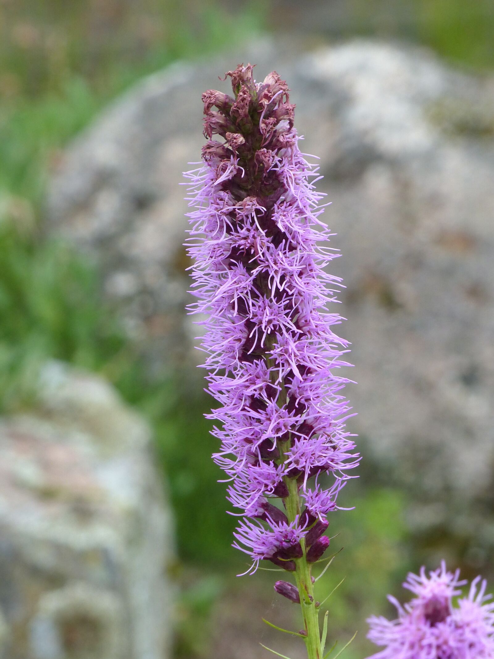Panasonic Lumix DMC-FZ200 sample photo. Rosenstav, flowers, purple photography