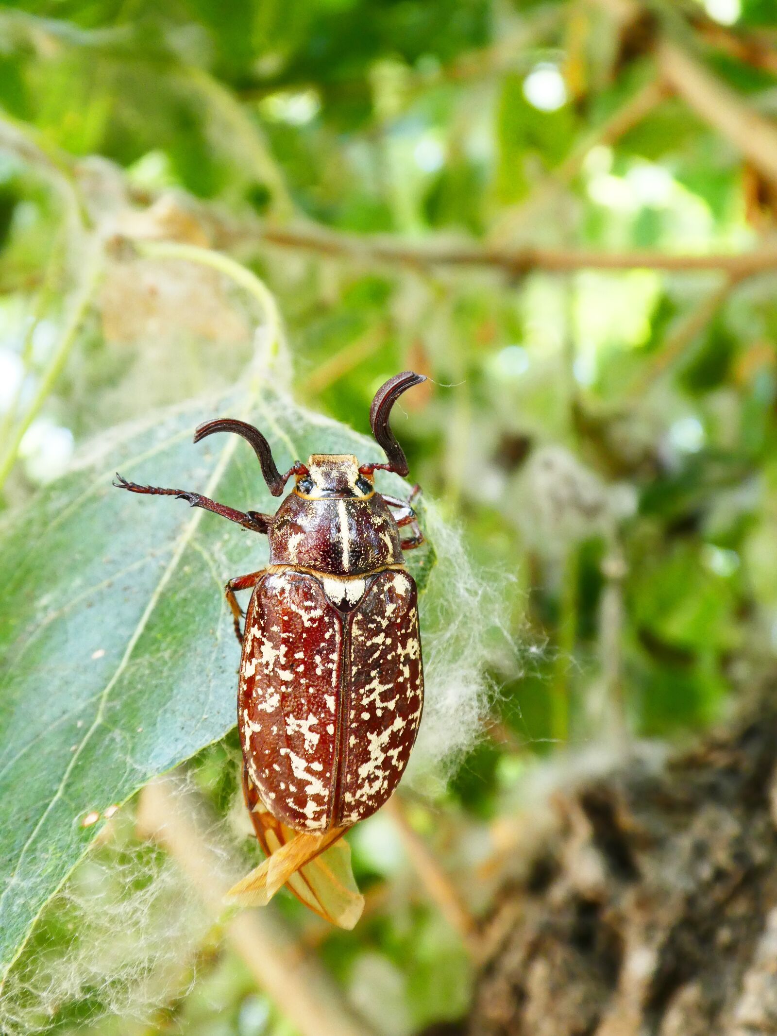 Panasonic DMC-TZ81 sample photo. Polyphylla, scarab, beetle photography