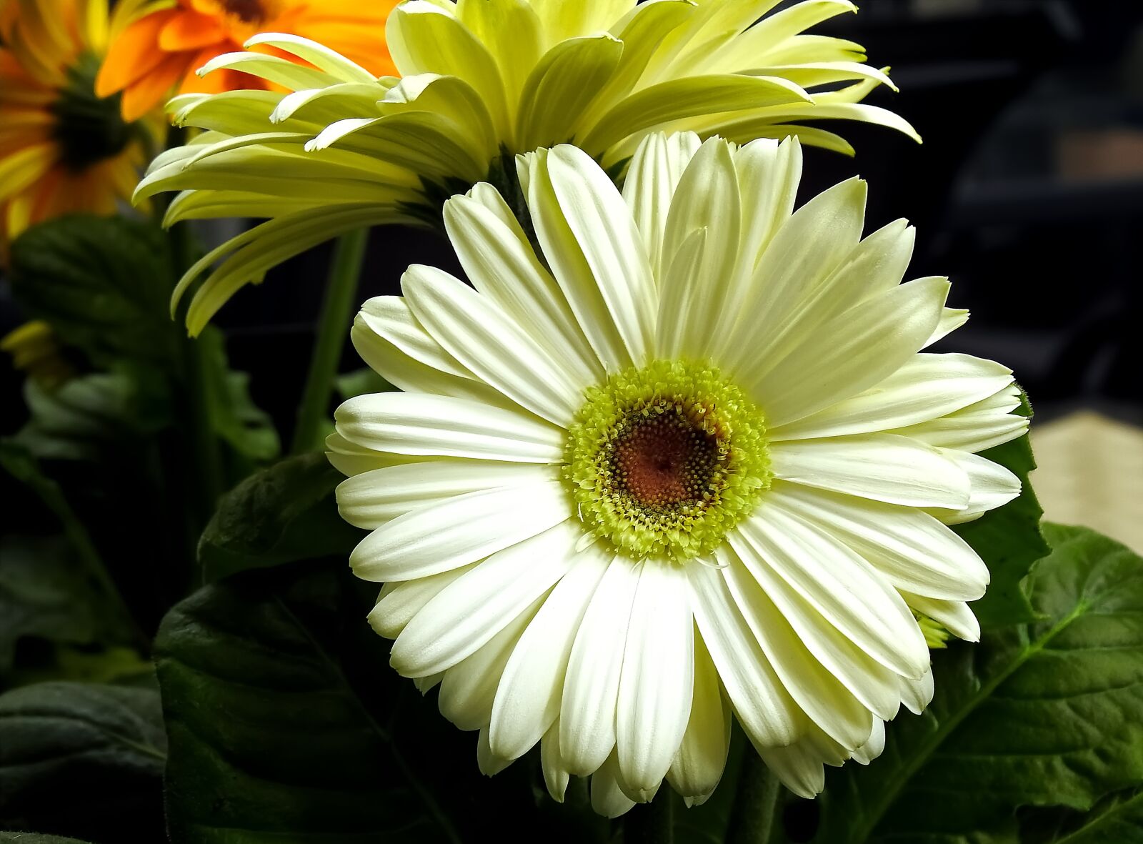 Nikon Coolpix P900 sample photo. White, flower, spring photography