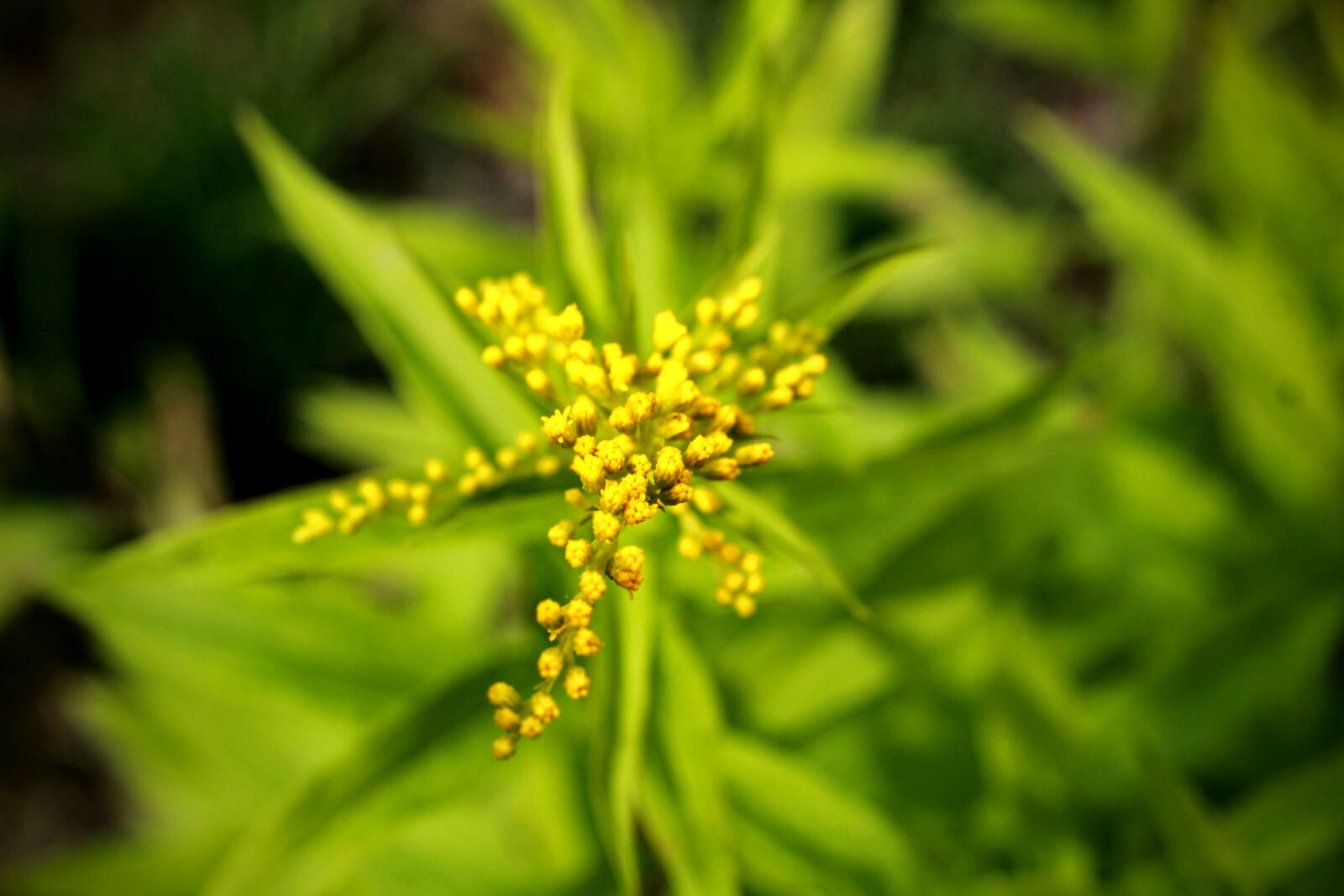 Canon EF-S 35mm F2.8 Macro IS STM sample photo. Yellow, green, summer photography