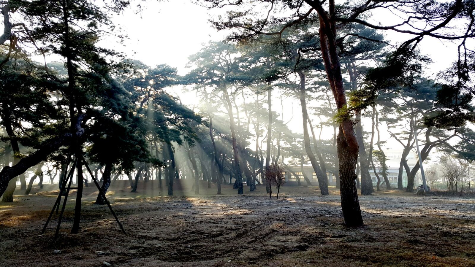 Samsung Galaxy Note4 sample photo. Sunshine, pine, forest photography