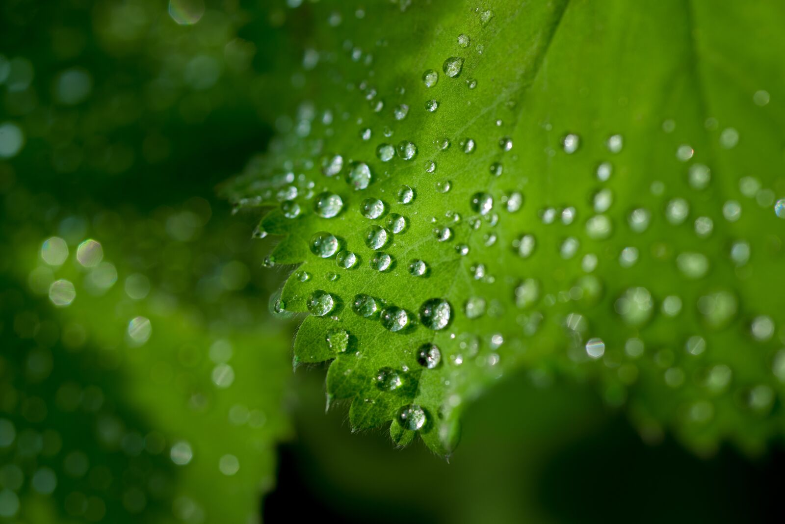 Nikon D610 sample photo. Water, drops, leaf photography