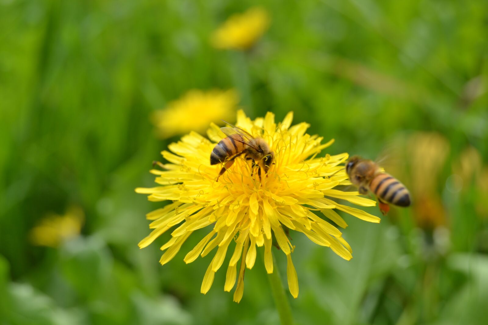 Nikon D3100 sample photo. Bees, flower, insect photography