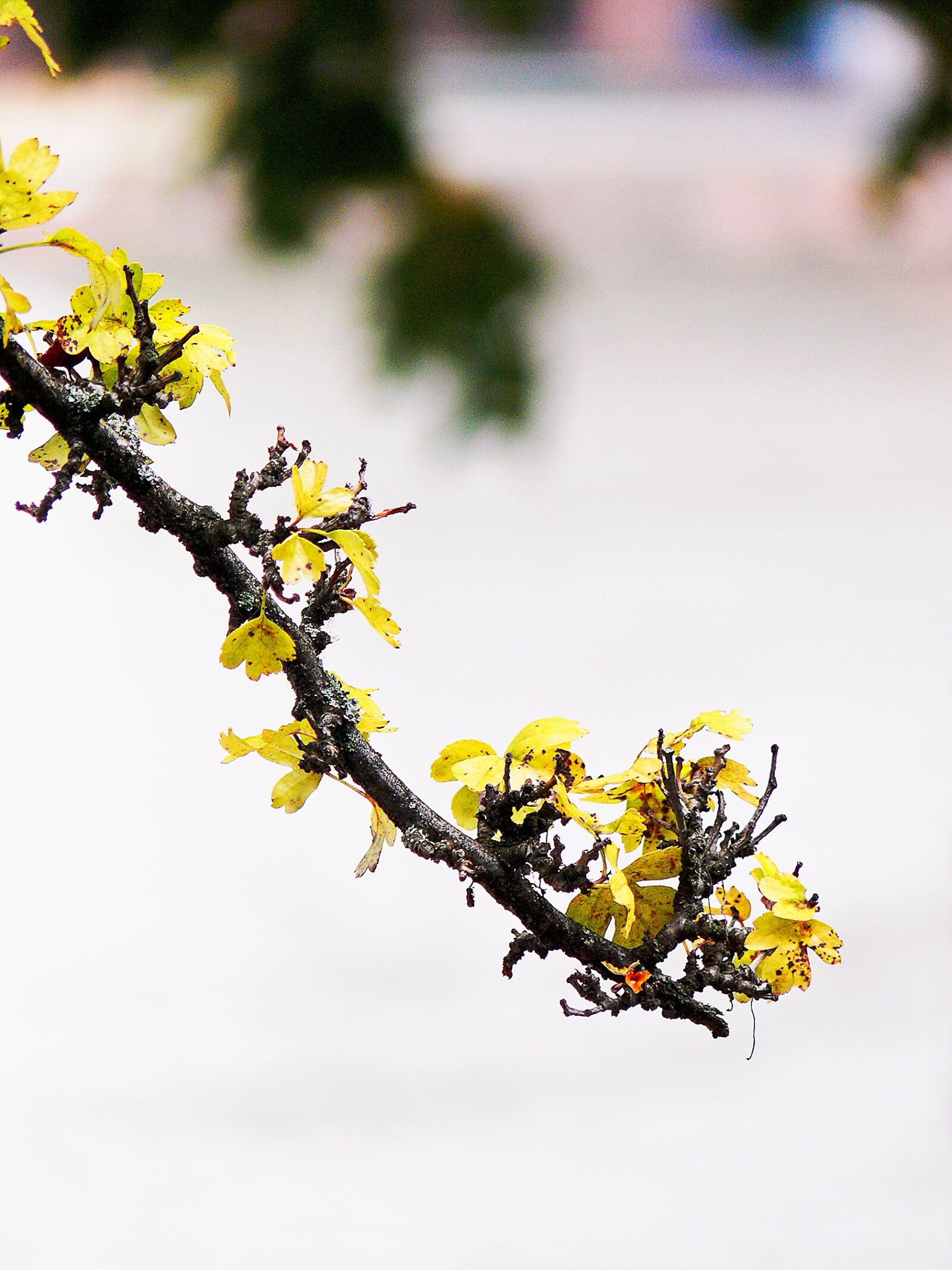 Leica V-LUX 1 sample photo. Branch, leaves, tree photography