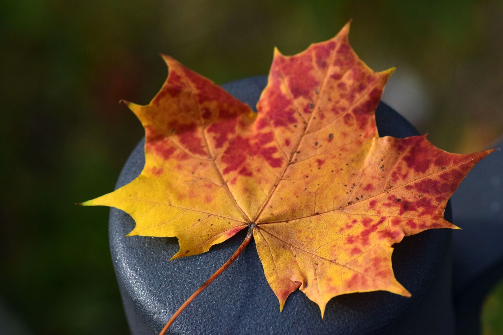 Nikon D3300 sample photo. Leaf, maple leaf, autumn photography