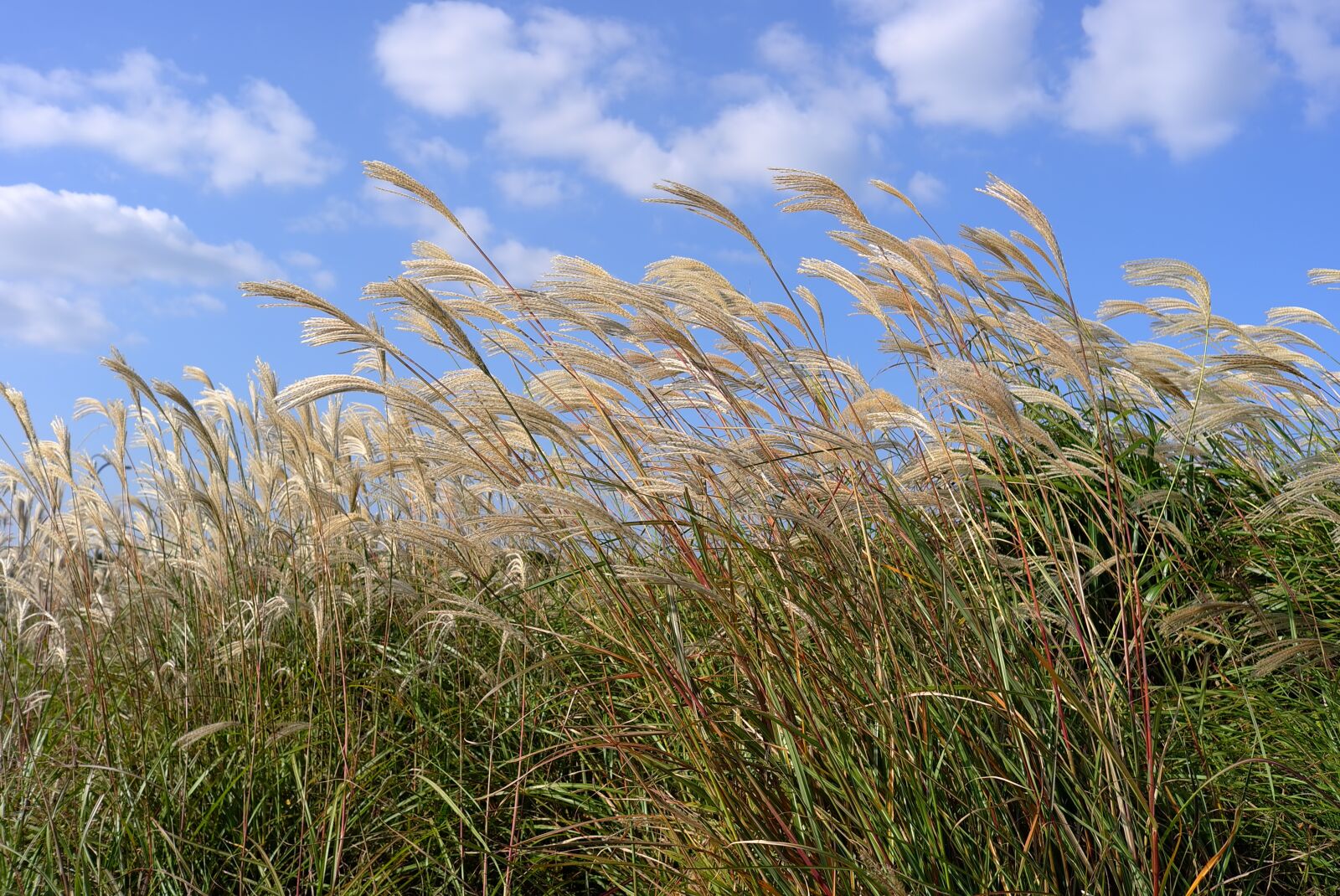 Leica X1 sample photo. Reed, autumn, nature photography
