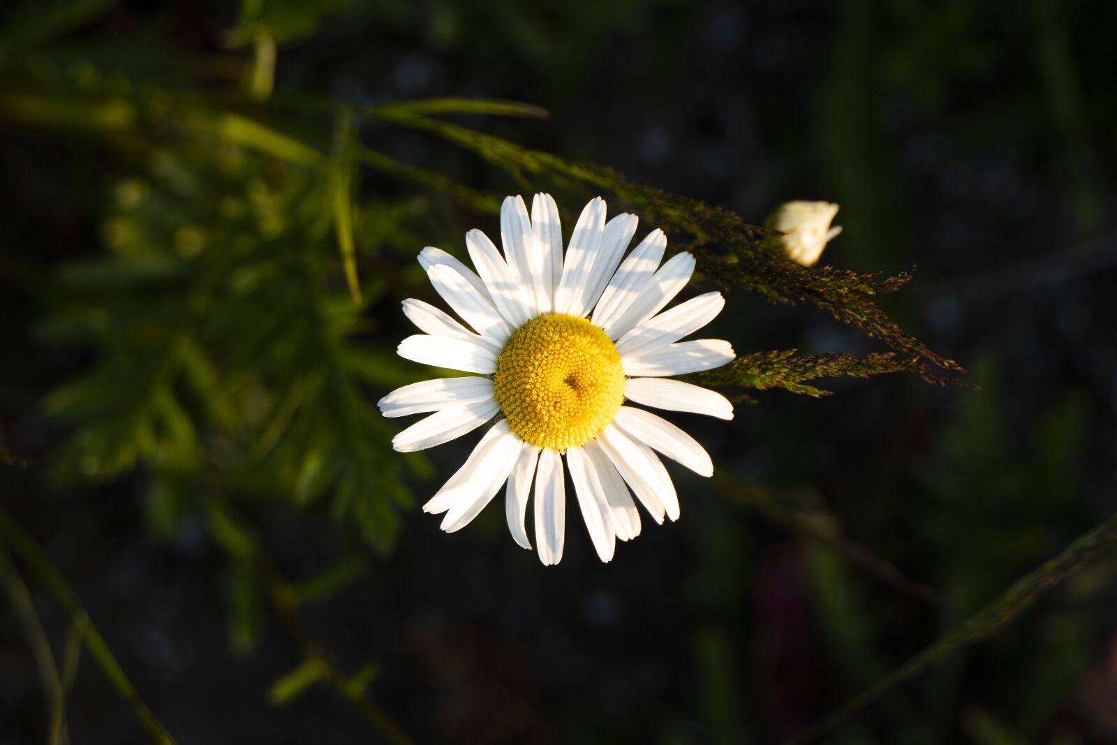 Panasonic Lumix DMC-FZ2500 (Lumix DMC-FZ2000) sample photo. Jastrun, meadow, flower photography