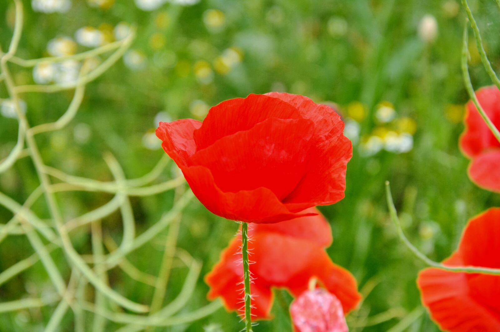 Nikon D90 sample photo. Poppy, summer, nature photography