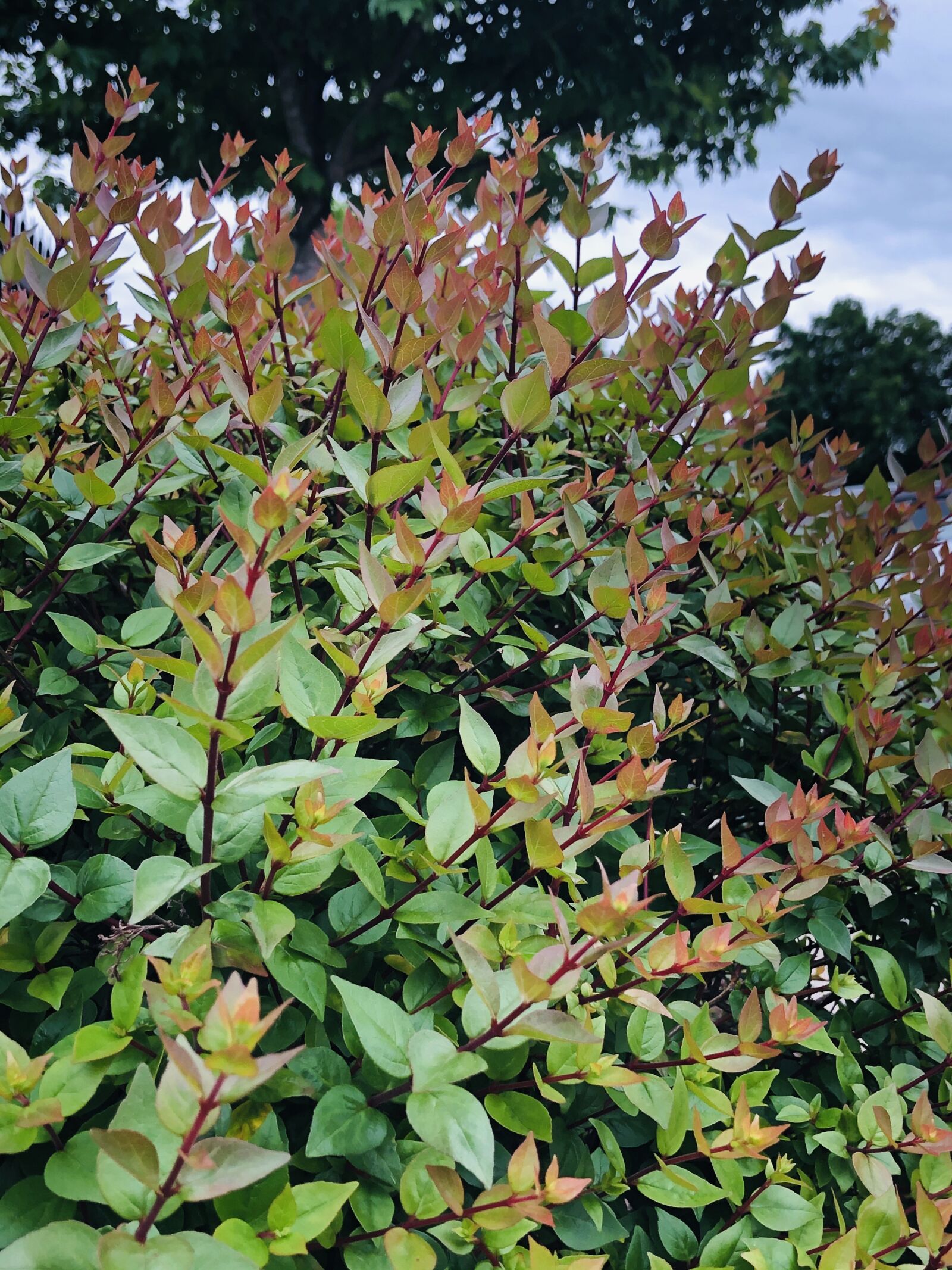 Apple iPhone 8 sample photo. Plant, bush, nature photography