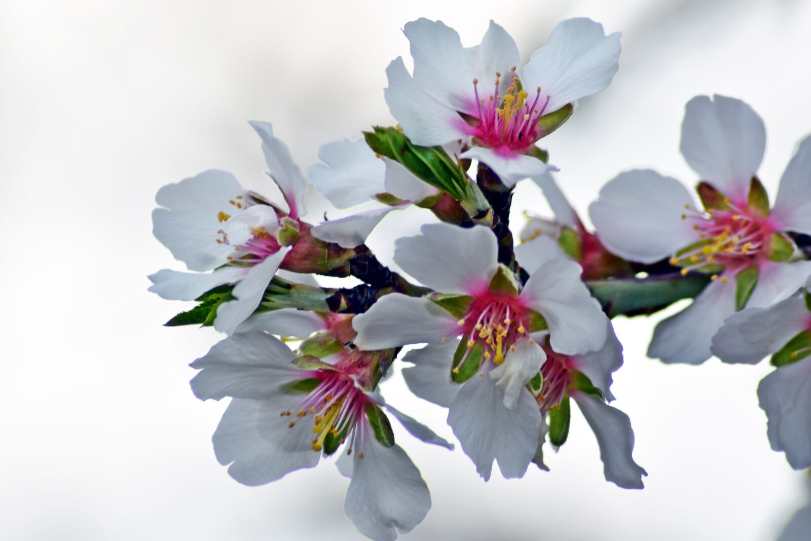 Nikon D3400 sample photo. Flower, nature, plant photography