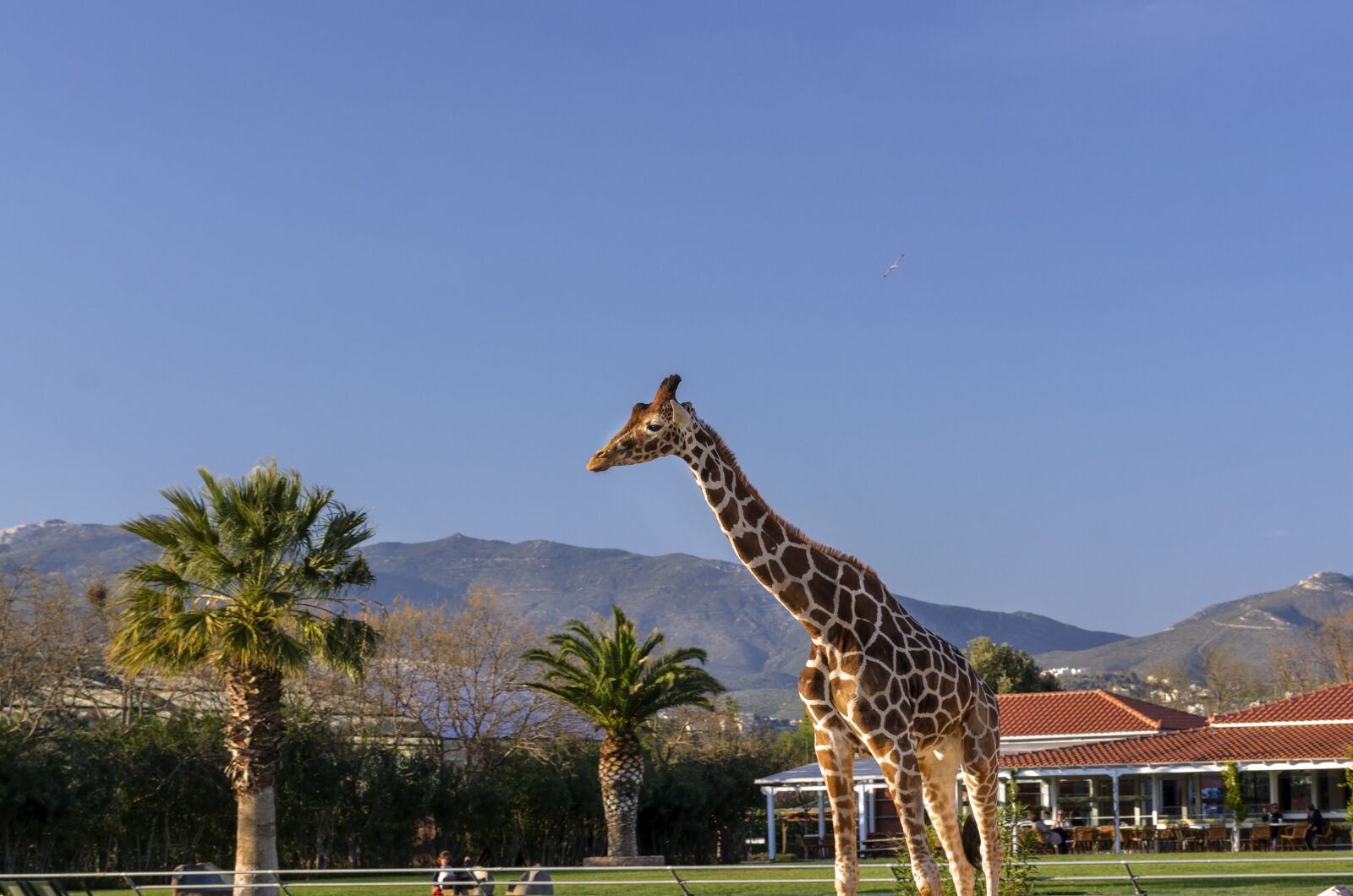 Nikon D7000 sample photo. Giraffe, animal, trees photography