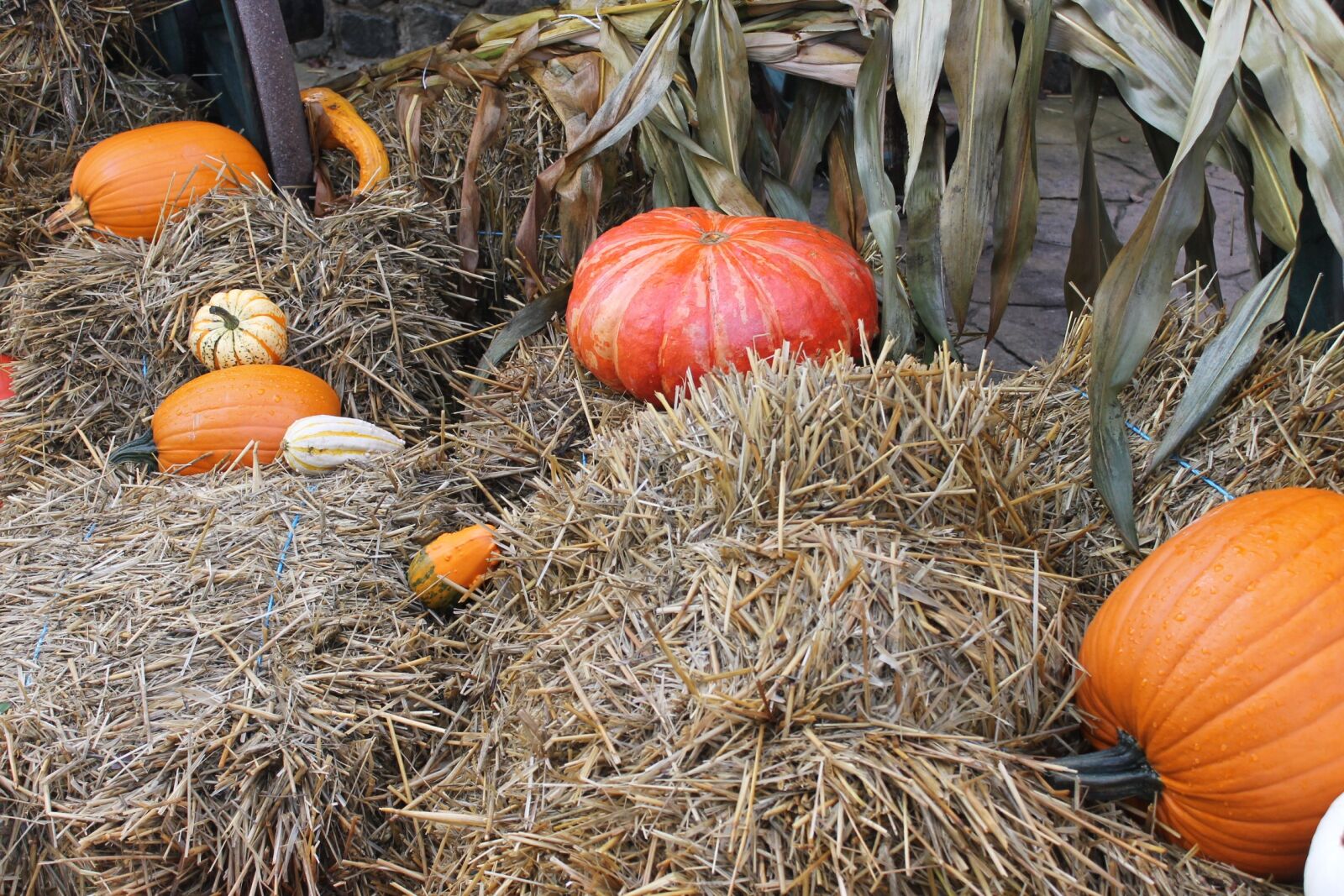 Canon EOS 1100D (EOS Rebel T3 / EOS Kiss X50) sample photo. Halloween, decoration, pumpkins photography