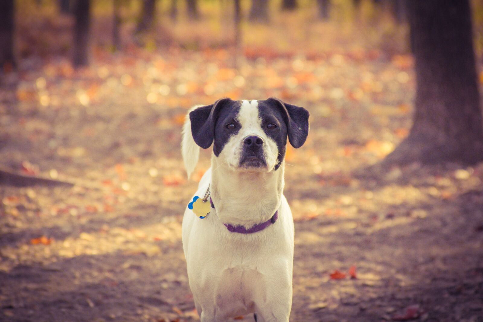 Canon EF 28-135mm F3.5-5.6 IS USM sample photo. Dog, puppy, pet photography