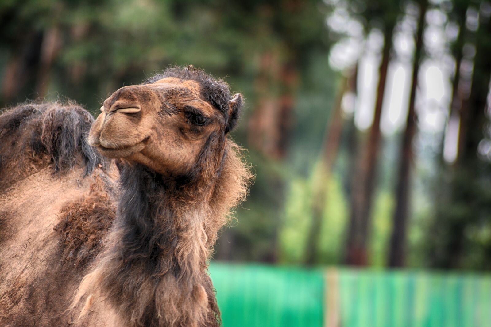 Nikon D5200 sample photo. Camel, dromedary, animal photography