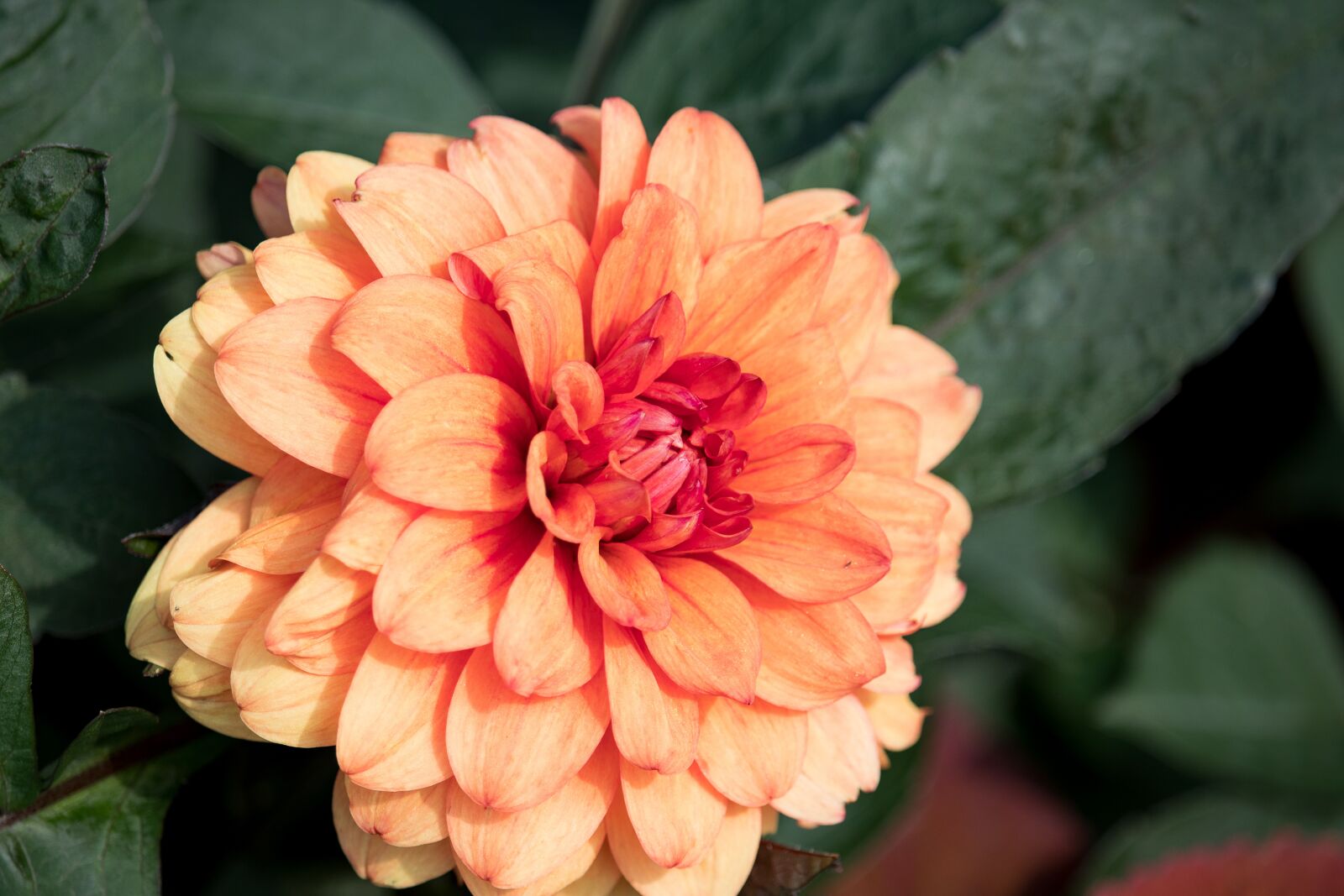 Canon EF-S 55-250mm F4-5.6 IS STM sample photo. Dahlia, flower, blossom photography