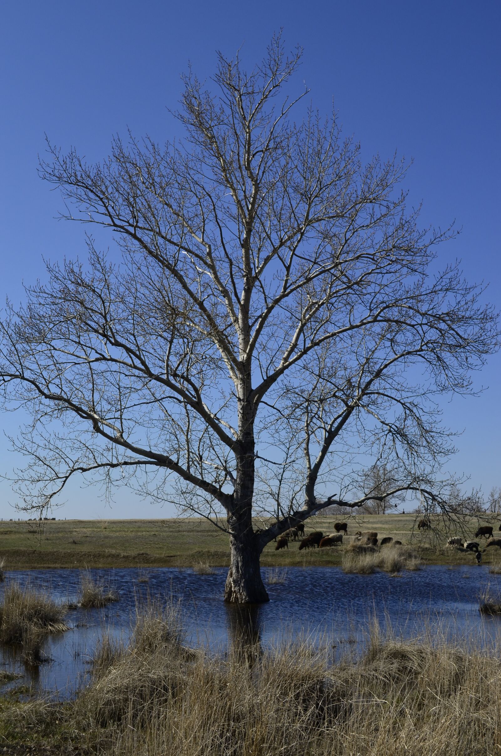 Nikon D5100 sample photo. Tree, nature, blue water photography