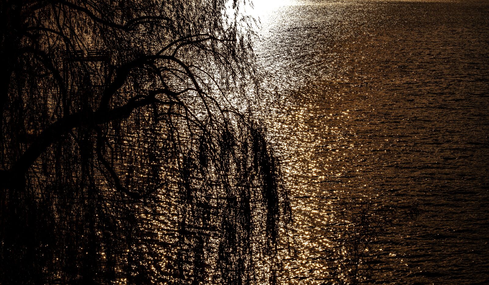 Canon EF 70-300mm F4-5.6 IS USM sample photo. Deciduous tree, water, backlighting photography