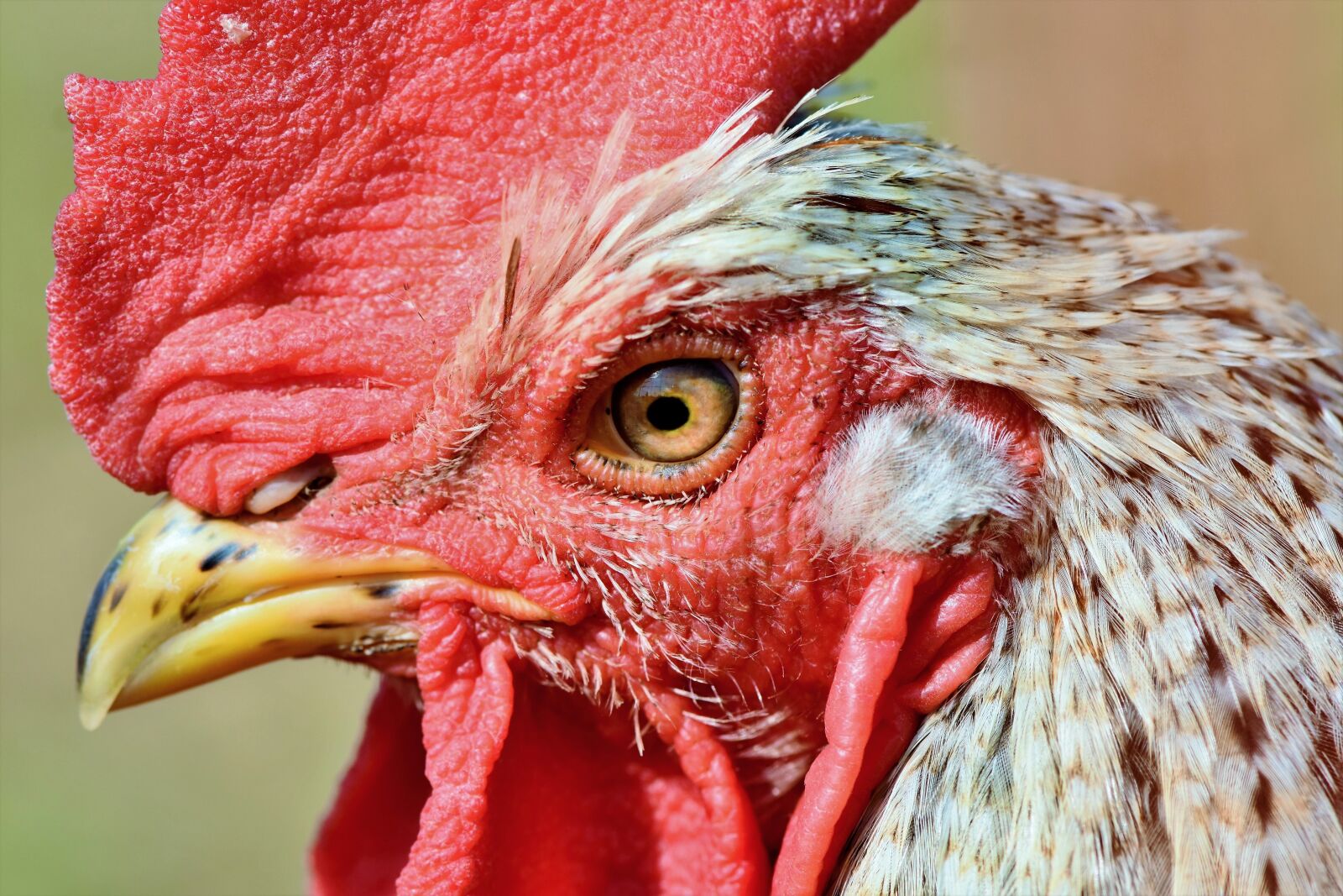 Nikon D7200 sample photo. Hahn, rooster head, crow photography
