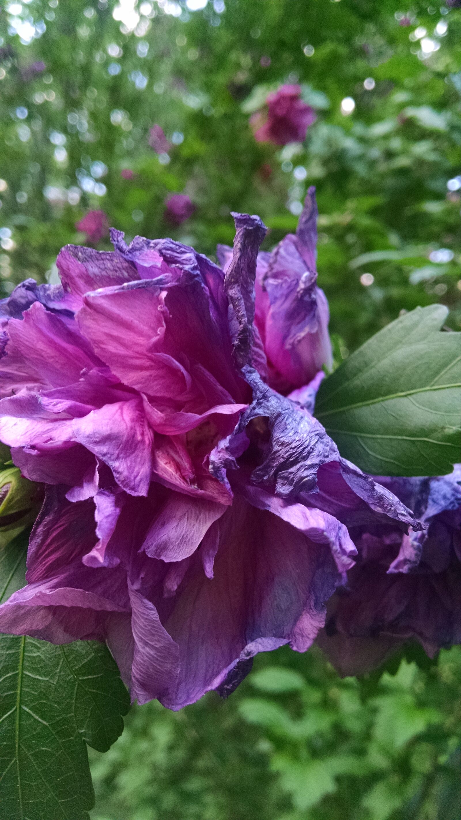 Motorola Moto X (1st Gen) sample photo. Flower, nature photography