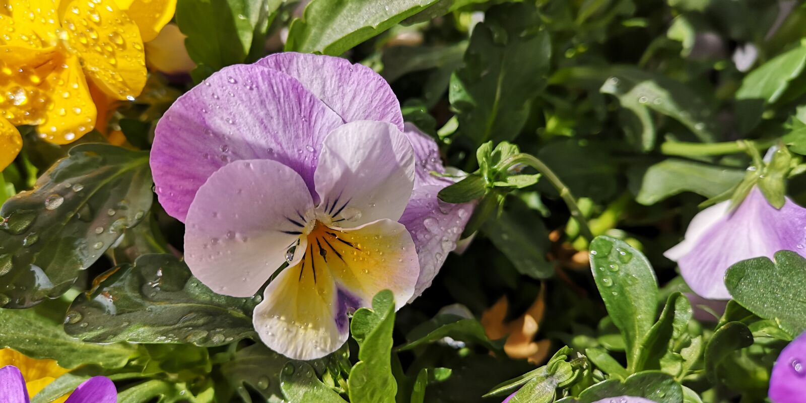 HUAWEI P20 sample photo. Flowers, plant, nature photography
