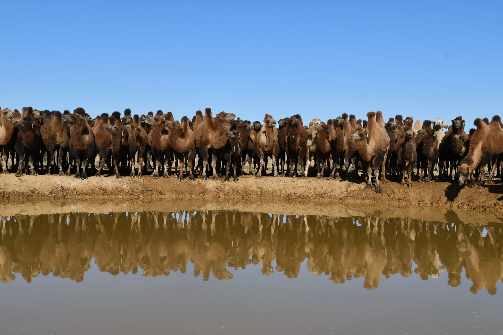 Nikon D7500 sample photo. Camel, water, potions photography
