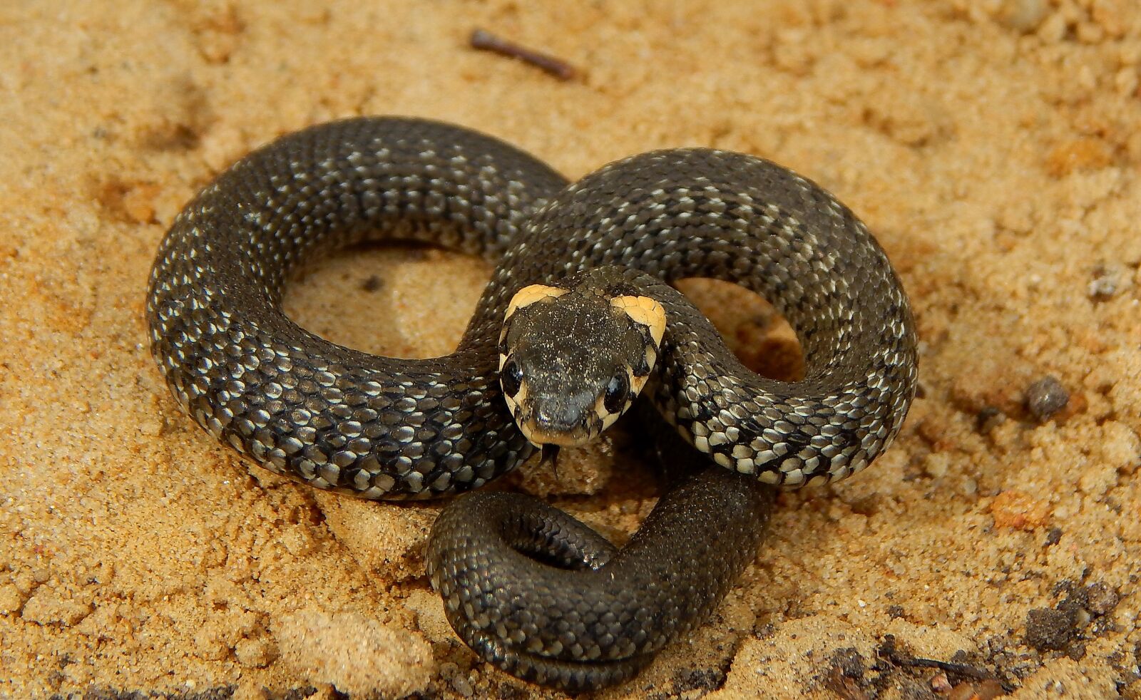 Nikon Coolpix L820 sample photo. Macro, snake, belarus photography